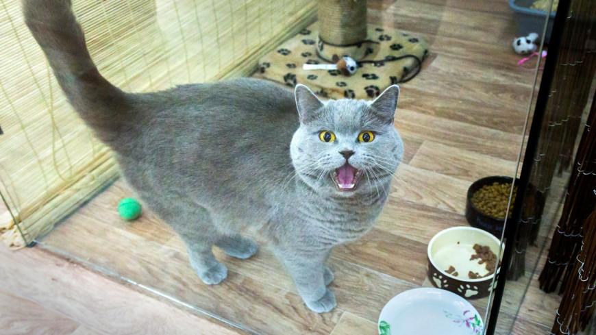 gato milagros gato milagros